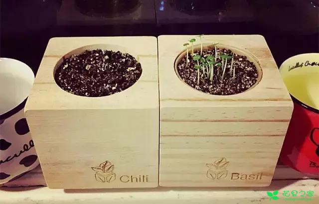 来自奥地利的创意盆栽，火遍新西兰，锻炼孩子的种植和欣赏本领 …