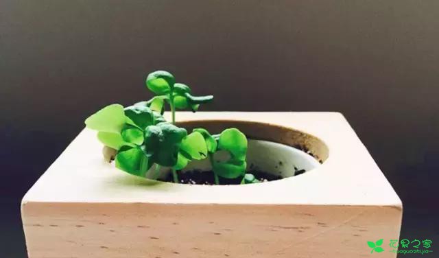 来自奥地利的创意盆栽，火遍新西兰，锻炼孩子的种植和欣赏本领 …
