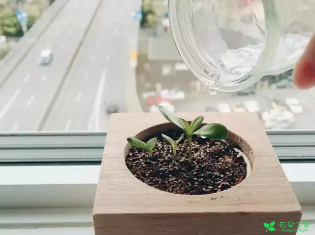 来自奥地利的创意盆栽，火遍新西兰，锻炼孩子的种植和欣赏本领 …