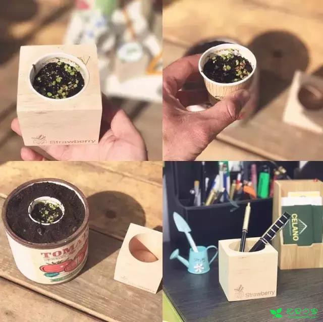 来自奥地利的创意盆栽，火遍新西兰，锻炼孩子的种植和欣赏本领 …