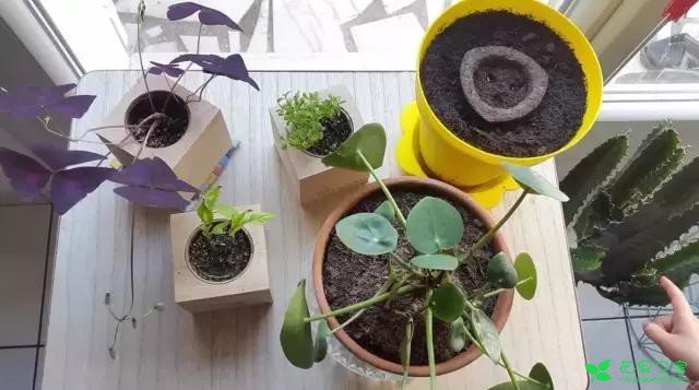 来自奥地利的创意盆栽，火遍新西兰，锻炼孩子的种植和欣赏本领 …