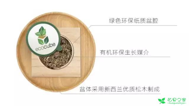 来自奥地利的创意盆栽，火遍新西兰，锻炼孩子的种植和欣赏本领 …