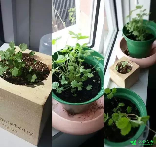 来自奥地利的创意盆栽，火遍新西兰，锻炼孩子的种植和欣赏本领 …