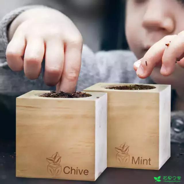 来自奥地利的创意盆栽，火遍新西兰，锻炼孩子的种植和欣赏本领 …