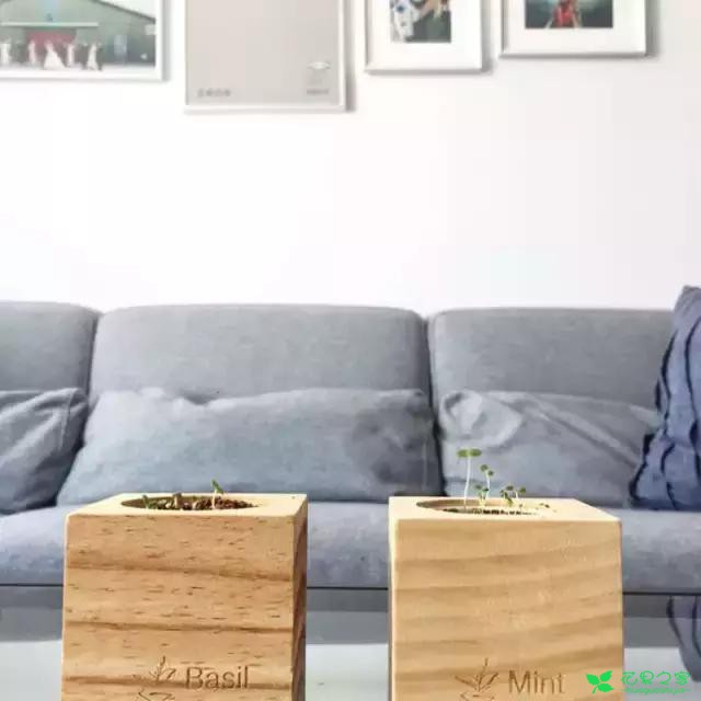 来自奥地利的创意盆栽，火遍新西兰，锻炼孩子的种植和欣赏本领 …