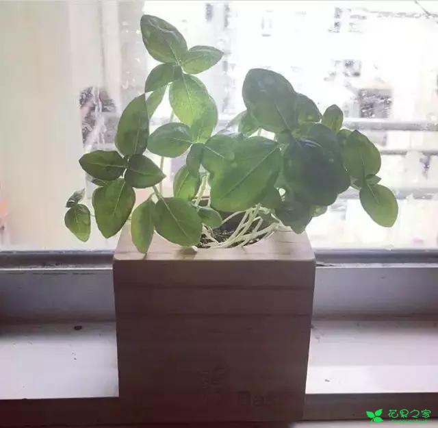 来自奥地利的创意盆栽，火遍新西兰，锻炼孩子的种植和欣赏本领 …