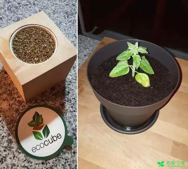 来自奥地利的创意盆栽，火遍新西兰，锻炼孩子的种植和欣赏本领 …