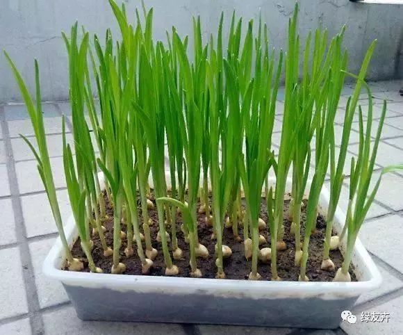 创意蒜苗盆栽图片
