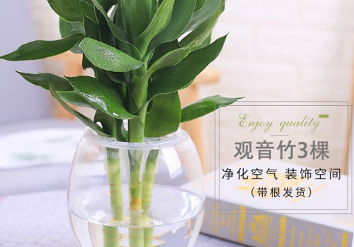 荷花竹与富贵竹的区别是什么    养几枝招财