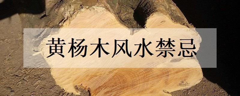 黄杨木风水禁忌