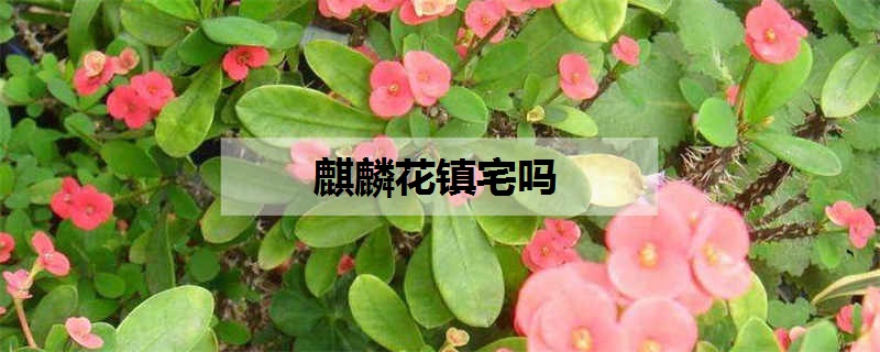 麒麟花镇宅吗 有什么风水作用