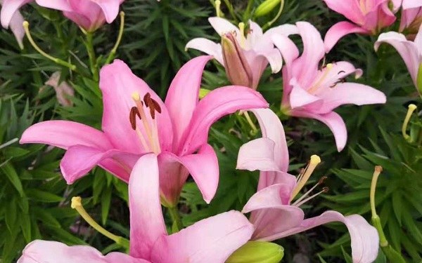 家里放百合花风水好吗 百合花摆放禁忌