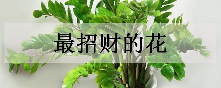最招财的花 你家有几种