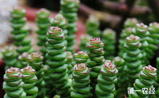 8种具有美好寓意的盆栽植物介绍！招财纳福吉祥如意