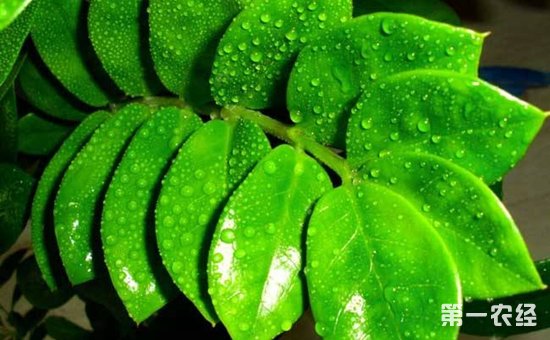8种具有美好寓意的盆栽植物介绍！招财纳福吉祥如意