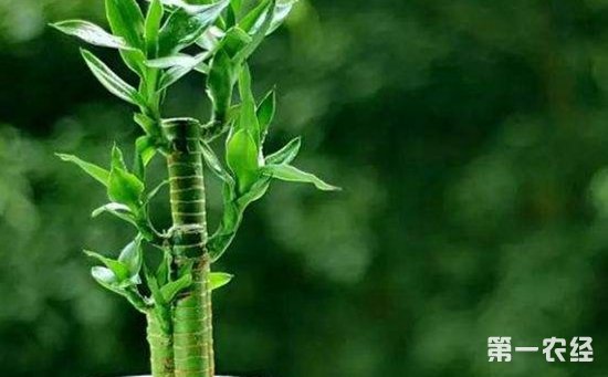 8种具有美好寓意的盆栽植物介绍！招财纳福吉祥如意