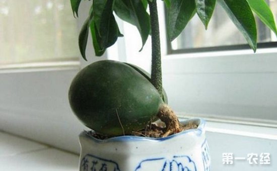 8种具有美好寓意的盆栽植物介绍！招财纳福吉祥如意
