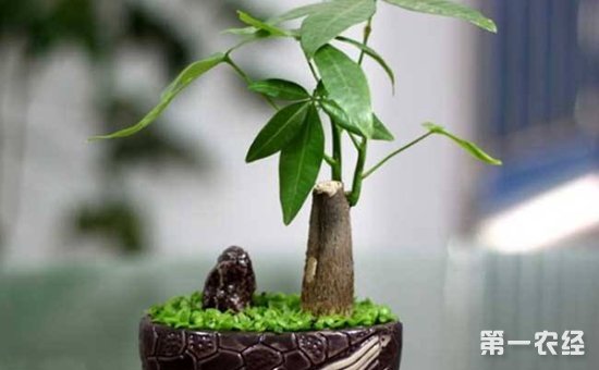 8种具有美好寓意的盆栽植物介绍！招财纳福吉祥如意
