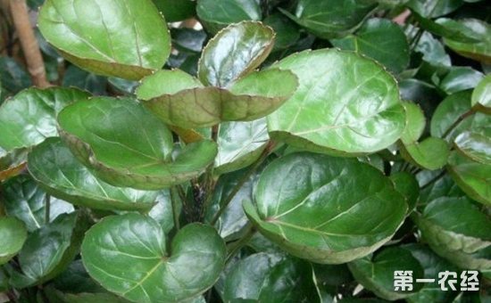 8种具有美好寓意的盆栽植物介绍！招财纳福吉祥如意