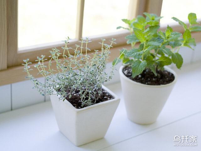 家居植物风水禁忌