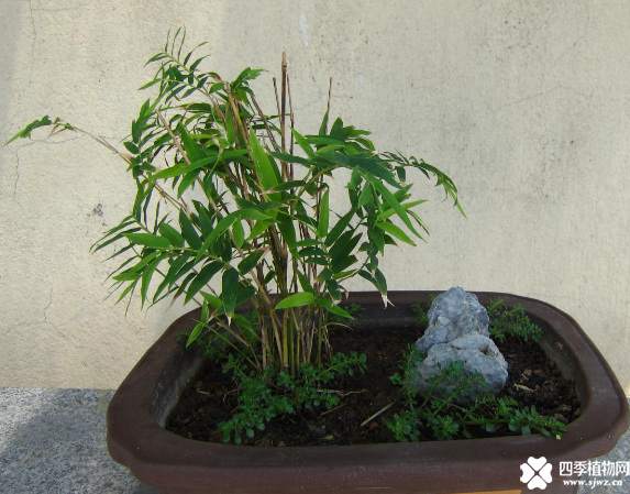 凤尾竹的风水作用