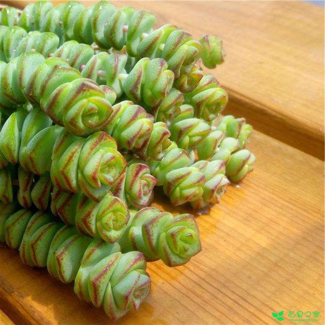 养下面这些品种的多肉植物，不仅颜值高，家里风水还会越来越好 。。。