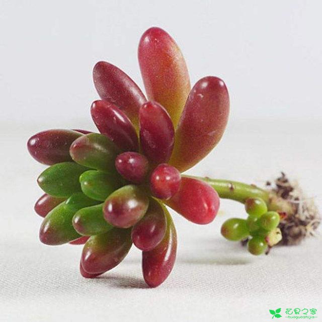 养下面这些品种的多肉植物，不仅颜值高，家里风水还会越来越好 。。。