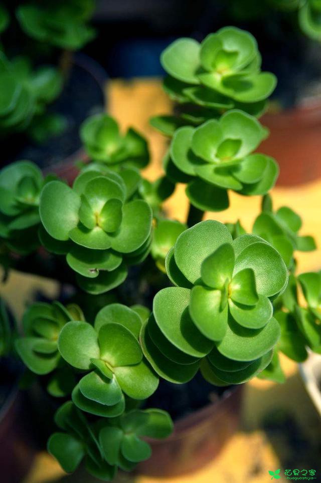 养下面这些品种的多肉植物，不仅颜值高，家里风水还会越来越好 。。。
