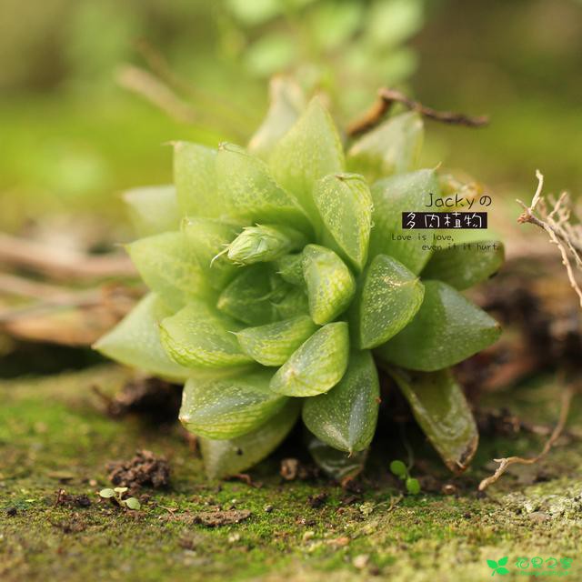 养下面这些品种的多肉植物，不仅颜值高，家里风水还会越来越好 。。。