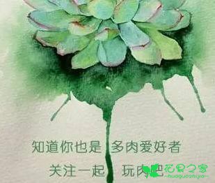 养下面这些品种的多肉植物，不仅颜值高，家里风水还会越来越好 。。。