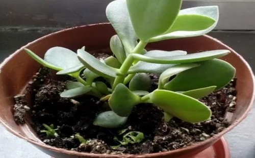 家里养玉树风水好吗