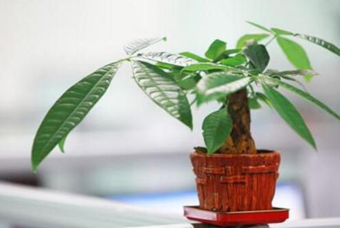 盆栽招财树怎么养