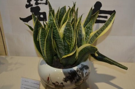 虎尾兰摆放风水禁忌