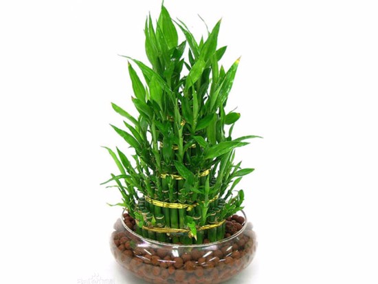 富贵竹摆放几支风水好