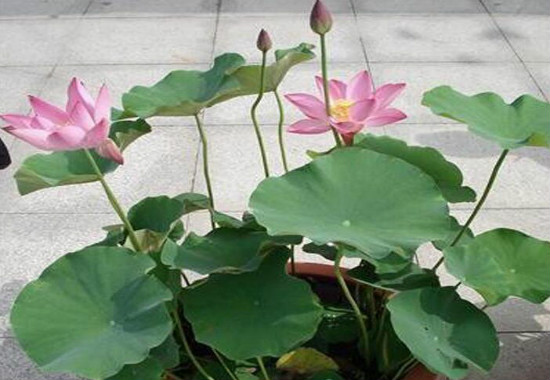 家里为什么不能养荷花？家里种荷花对风水好吗(寓意和谐)