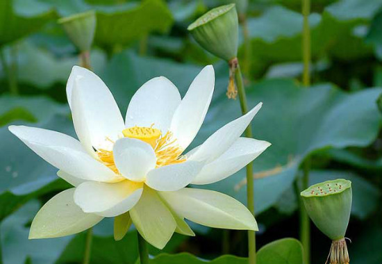 家里为什么不能养荷花？家里种荷花对风水好吗(寓意和谐)