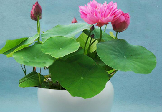家里为什么不能养荷花？家里种荷花对风水好吗(寓意和谐)