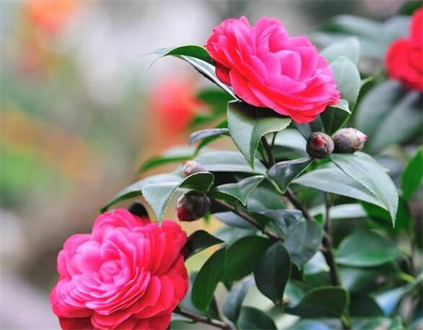 家里为什么不能养茶花 茶花有什么风水说法