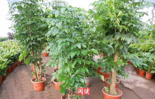 八方招财盆栽图片大全