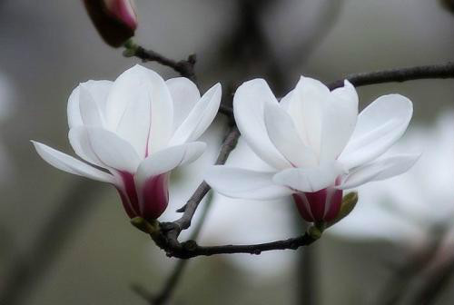 白玉兰花的寓意是什么花语介绍  种白玉兰有风水讲究吗