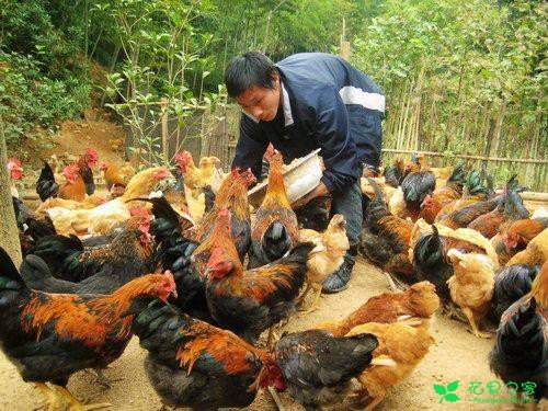 散养土鸡怎样养长得快,农家土鸡快速生长养殖技术