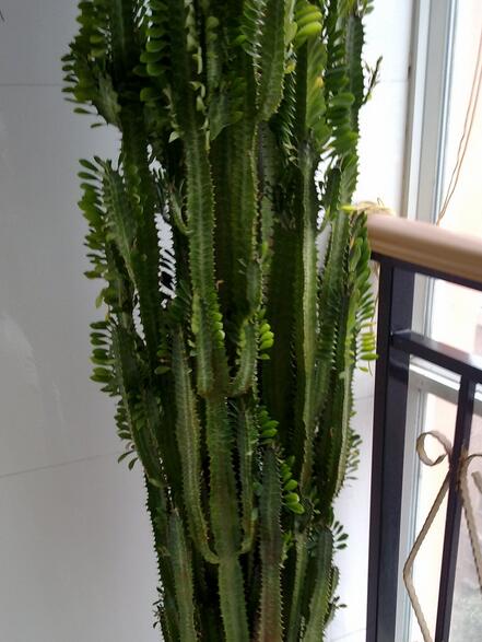 养龙骨花有什么说道吗 有什么作用与价值