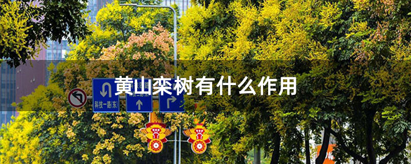 黄山栾树有什么作用