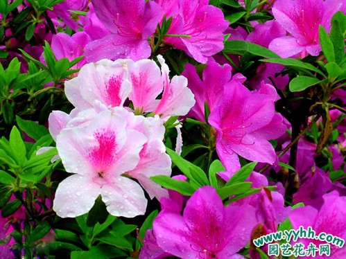 杜鹃花的功效与作用---调经止咳的“花中西施”