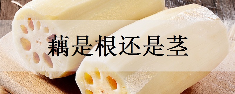 藕是根还是茎 藕有哪些功效与作用