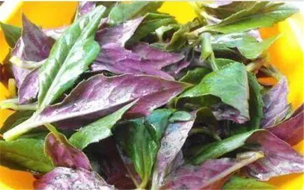 紫背菜什么人不能吃 功效与作用有哪些
