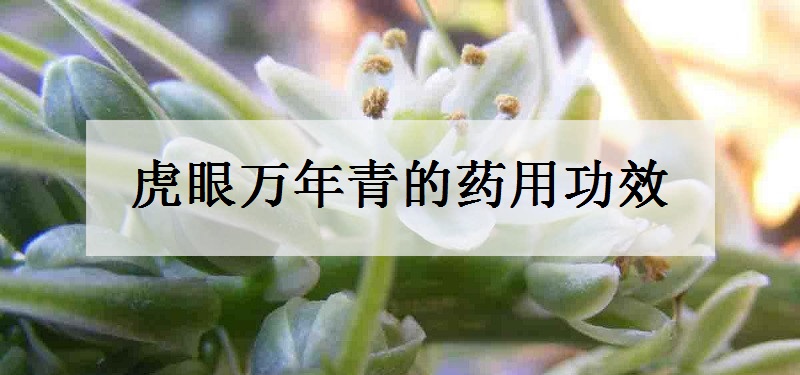 虎眼万年青的药用功效 有哪些作用