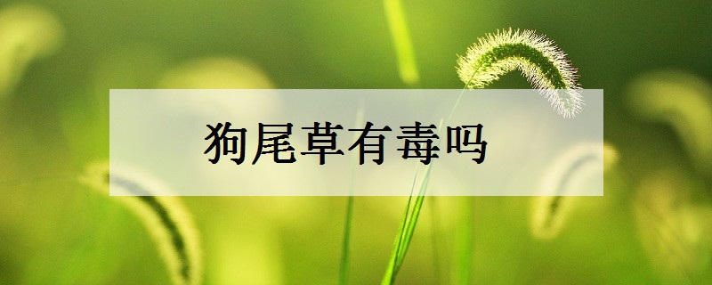 狗尾草有毒吗 有哪些功效与作用