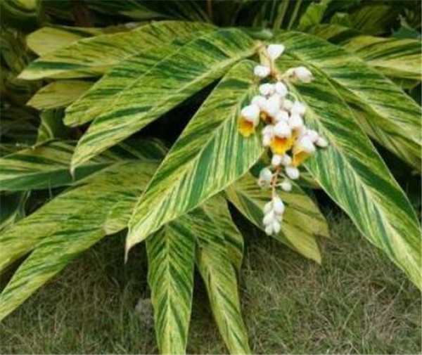 花叶艳山姜有毒吗 花叶艳山姜种植技术