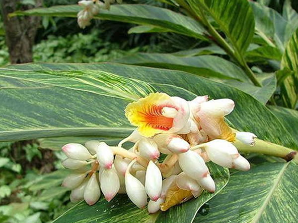 花叶艳山姜养殖方法 花叶艳山姜和花叶良姜区别